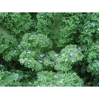  Organic White Russian Kale   300 Seeds Patio, Lawn 