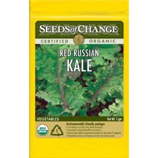  Organic Dinosaur Kale 300 Seeds   Lacinato Blue Patio 