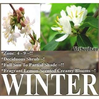 10 Fragrant Winter Honeysuckle Bush, Lonicera fragrantissima Seeds 