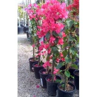   Purple Vera Bougainvillea Plant   Indoors or Out   5 Pot with Trellis