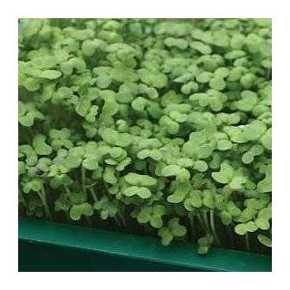 Red Mustard Microgreens Sprouts   2000 Seeds   Zippy