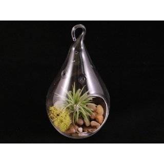 Air Plant Tillandsia Bromeliads Kit with Pebbles and Moss Great Little 