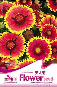 Blanket Seed ★ 30 Flowers Seeds Pansy Seeds Mix Color Faces Purple Orange