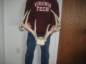160 Class Massive Whitetail Deer Rack Antlers Mount Sheds