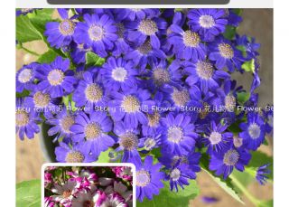 Cineraria Seed ★ 30 Cineraria Flowers Seeds Mixed Colors Purple Stamens Hot