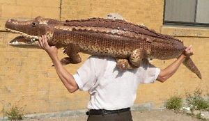 Huge 6 Foot Giant Stuffed Crocodile Big Plush High Quality Brown 6 Feet Long