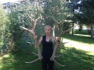 Elk Antlers Sheds Taxidermy Non Typical Moose Deer Trophy Mount Huge