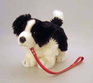 keel border collie