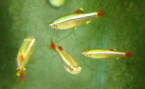 White Cloud Mountain Minnow Live Freshwater Aquarium Fish