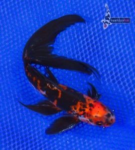 7" Imported Chinese Veiltail Shubunkin Live Fancy Goldfish for Koi Fish Pond NDK