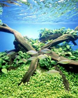 Anubias Barteri Gold Live Aquarium Plant Fish Tank