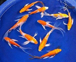 Lot of 10 5 6" Orange Hikari Butterfly Fin Live Koi Fish Pond Garden NDK HK5