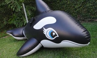 Inflatable Intex Black Whale aka Shamu Ride on Pool Toy Float Blown Up Used