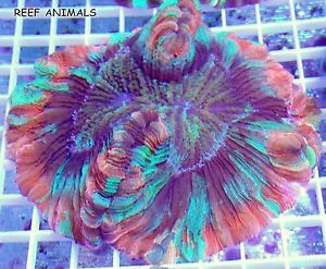 Rainbow Wellsophyllia Brain Coral Trachyphyllia Radiata Live Saltwater Fish