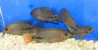1 Synspilum Cichlid for Live Freshwater Aquarium Fish