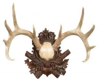 Oklahoma Casting White Tail Deer Antler Wall Art   Wall Sculptures and Panels
