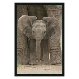 Big Ears   Baby Elephant Framed Wall Art   25.41W x 37.41H in.   Photography