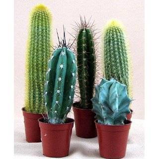 Exotic Cactus Collection  5 Different Plants 2.25 pots