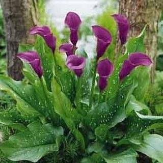 Anneke Purple Calla Lily Bulb   True Purple Color