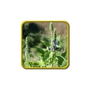  1000 CHIA SAGE / SALVIA Salvia Hispanica Flower Seeds 