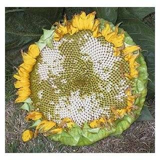  Autumn Beauty Sunflower 100+ Seeds Patio, Lawn & Garden